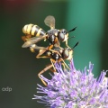 Conops quadrifasciata pair,wasp imitator,Leatherhead,Alan Prowse